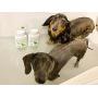 Kibble Pet Salon Quality Dog Conditioner Hypoallergenic | Made with Natural and Organic Ingredients | 6 Month Supply | Made in The USA | 13.5oz