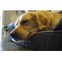LOAOL 4'' Durable Waterproof Memory Foam Pet Bed Mattress Orthopedic Dog Sofa Couch with Changeable Cover