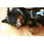 Sunglow Pet Grooming Tool ,Double Sided Shedding and Dematting Undercoat Rake Comb for Dogs and Cats ,and Comb for Flea Sunglow Pet Grooming Tool ,Double Sided Shedding and Dematting Undercoat Rake Comb for Dogs and Cats ,and Comb for Flea