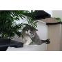 CatastrophiCreations Cat Mod Garden Complex Handcrafted Wall Mounted Cat Tree Shelves with Planter for Cat Grass, English Chestnut/Natural, One Size