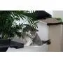 CatastrophiCreations Cat Mod Garden Complex Handcrafted Wall Mounted Cat Tree Shelves with Planter for Cat Grass, English Chestnut/Natural, One Size CatastrophiCreations Cat Mod Garden Complex Handcrafted Wall Mounted Cat Tree Shelves with Planter for Cat Grass, English Chestnut/Natural, One Size