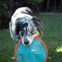 Chuckit! Paraflight Dog Toy, Large-2 Pack