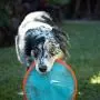 Chuckit! Paraflight Dog Toy, Large-2 Pack