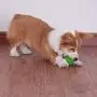 EETOYS IQ Dog Treat Ball Interactive Treat Dispensing Dog Puzzle Toy Rubber Dog Ball Slow Feeding Food Dispensing Dog Toy Reduce Boredom Teething Toy for Small Large Dogs EETOYS IQ Dog Treat Ball Interactive Treat Dispensing Dog Puzzle Toy Rubber Dog Ball Slow Feeding Food Dispensing Dog Toy Reduce Boredom Teething Toy for Small Large Dogs