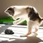 Aerbee Remote Control Mouse Toy, RC Electronic Rat Flocking Mouse Toy Interactive Cat Toys Fun for Cats Dogs Pets, Moves Like a Real Mice Aerbee Remote Control Mouse Toy, RC Electronic Rat Flocking Mouse Toy Interactive Cat Toys Fun for Cats Dogs Pets, Moves Like a Real Mice