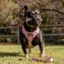 Pawmigo Saturday & Chill Essentials Set for French Bulldogs, Boston Terriers, Pugs, & Other Compact Dogs