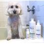Spina Organics, All-Natural Dog LEAVE-IN CONDITIONER DETANGLER, with Aloe Vera and Rich in Omegas, Leave-In Moisturizing to Detangle Pets Coat - 9 Fl Oz Made in USA