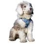 Surepet Dog Harness. Harness with 2 Metal Rings and Handle Adjustable Reflective Breathable Soft Vest Easy Control Front Clip for Small Medium Large Dogs. (Blue, S)