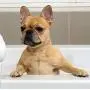 MaddieGirl Organics - Dirty Dog Deep Cleansing Detox Shampoo - Effectively Removes Dirt & Odor - Scruffy Dog Leave-in Conditioner Spray - Hydrates Dry Skin & Fur Treatment - 2 x 9oz MaddieGirl Organics - Dirty Dog Deep Cleansing Detox Shampoo - Effectively Removes Dirt & Odor - Scruffy Dog Leave-in Conditioner Spray - Hydrates Dry Skin & Fur Treatment - 2 x 9oz