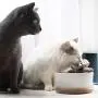 Ceramic Cat Water Fountain, Silent&Multilayer Filtering Cat Water Dispenser, Automatic Drinking Fountain for Pets (1.5L) Ceramic Cat Water Fountain, Silent&Multilayer Filtering Cat Water Dispenser, Automatic Drinking Fountain for Pets (1.5L)