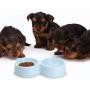 Beautyflier Pack of 2 Pet Feeder for Small Dog Cat Double Raise Bowls Plastic Food Water Container