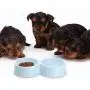 Beautyflier Pack of 2 Pet Feeder for Small Dog Cat Double Raise Bowls Plastic Food Water Container Beautyflier Pack of 2 Pet Feeder for Small Dog Cat Double Raise Bowls Plastic Food Water Container