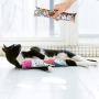 BINGPET Catnip Toys for Indoor Cats - 3 Pack Cat Kicker Toy with Catnip - Durable Interactive Cat Kickers with Natual Catnip Filled Cute Kitty Pattern for Kitty