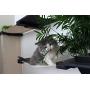 CatastrophiCreations Mini Garden - Multiple Level Cat Hammock and Climbing Activity Center - Wall-Mounted Cat Tree Shelves