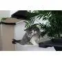 CatastrophiCreations Mini Garden - Multiple Level Cat Hammock and Climbing Activity Center - Wall-Mounted Cat Tree Shelves CatastrophiCreations Mini Garden - Multiple Level Cat Hammock and Climbing Activity Center - Wall-Mounted Cat Tree Shelves
