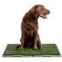 Silver Paw Potty Patch Dog Potty – Replaces Wee Wee Pads – The Best Pet Turf Potty Training Tool – Works for Puppies & Adult Dogs – For Big Dogs Silver Paw Potty Patch Dog Potty – Replaces Wee Wee Pads – The Best Pet Turf Potty Training Tool – Works for Puppies & Adult Dogs – For Big Dogs