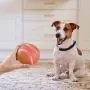 Interactive Dog/Cat Toys Ball, Remote Control Wicked Ball with RGB LED Flash Light, USB Rechargeable Pets Toy Ball for Boredom,1000mAh Battery,360 Degree Auto Rolling/Vibration/Rotating Pets Toy Ball Interactive Dog/Cat Toys Ball, Remote Control Wicked Ball with RGB LED Flash Light, USB Rechargeable Pets Toy Ball for Boredom,1000mAh Battery,360 Degree Auto Rolling/Vibration/Rotating Pets Toy Ball