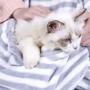 Renhe Cat Holding Apron Small Dog Cat Coral Fleece Sleeping Bag Apron Cat Carrying Apron with Pocket