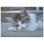 Triple Blank Wall Plate Cover - Cat Kitten Pet Cat Eyes Cats Cute Kittens Little