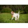 MAJORDOG Speed Sling Ball Dog Toy