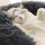 BODISEINT Faux Fur Dog Bed Cat Bed,Shag Round Anti-Anxiety Pet Calming Bed Doughnut Cuddler for Medium Large Puppy Dog Cat Kennel Cushion Self Warming Bed