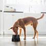 Flexzion Stainless Steel Elevated Dog Bowl Feeder - Raised Cat Pet Dish with Removable Food Water Holder Anti-tip Rubber Slip Bottom for Older Small to Medium Breeds