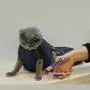 Cinf Cat Pet Supply Grooming Bag Restraint Bag Cats Nail Clipping Cleaning Grooming Bag/Muzzle No Scratching Biting Restraint for Bathing Nail Trimming Injecting Examining Cinf Cat Pet Supply Grooming Bag Restraint Bag Cats Nail Clipping Cleaning Grooming Bag/Muzzle No Scratching Biting Restraint for Bathing Nail Trimming Injecting Examining