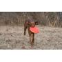 Dexas Off Leash Frisbee Flyer Floating Dog Toy with Removable Leash Attachment