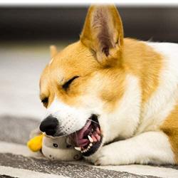 UIIAQ Pet Toy Plush Molar Toy Rubber Rubber Molar Toy Simulation Vocal Plush Toy Molar