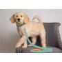 Pets First NFL Pet Leash