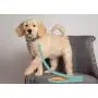 Pets First NFL Pet Leash Pets First NFL Pet Leash