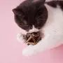 15/20Pcs Cat Cleaning Teeth Natural Catnip Pet Cat Molar Toothpaste Stick Matatabi Actinidia Fruit Silvervine Cat Snacks Sticks 15/20Pcs Cat Cleaning Teeth Natural Catnip Pet Cat Molar Toothpaste Stick Matatabi Actinidia Fruit Silvervine Cat Snacks Sticks