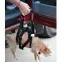 Travelin K9 Medium Dog Lift Harness - Dog Support Harness - Dog Stair Lift - Dog Car Lift. For Disabled Dogs, Elderly Dogs, Injured Dogs, to support dogs back legs and as a Dog Rehabilitation Harness