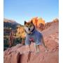 ChoChoCho Pup Dog Hoodie Pet Clothing Cotton Cat Hoodies Stylish Streetwear Sweatshirt Gray Tracksuits Outfit for Dog Cat Puppy Small Medium Large (XL)