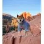ChoChoCho Pup Dog Hoodie Pet Clothing Cotton Cat Hoodies Stylish Streetwear Sweatshirt Gray Tracksuits Outfit for Dog Cat Puppy Small Medium Large (XL) ChoChoCho Pup Dog Hoodie Pet Clothing Cotton Cat Hoodies Stylish Streetwear Sweatshirt Gray Tracksuits Outfit for Dog Cat Puppy Small Medium Large (XL)