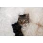 Armarkat Cuddler Bed Model C70NBS-S, Ultra Plush and Soft, White, Small