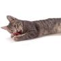 Petstages Catnip Plaque Away Pretzel