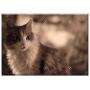 Triple Blank Wall Plate Cover - Cat Animal Feline Pet Cats