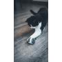 Aime Vibrating Mouse Cat Toy Fun and Interactive Game
