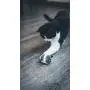 Aime Vibrating Mouse Cat Toy Fun and Interactive Game Aime Vibrating Mouse Cat Toy Fun and Interactive Game