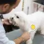 SUPERNIGHT Dog Hair Brush, Easy to Clean Pet Comb for Detangling and Removing Loose Undercoat or Shed Fur for Dogs and Cats
