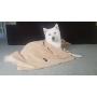 Ultra-Absorbent Pet Bath Towel for Small, Medium, Large Dogs and Cats, Machine Washable 44'' x 28'' Inch.