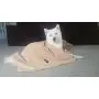 Ultra-Absorbent Pet Bath Towel for Small, Medium, Large Dogs and Cats, Machine Washable 44'' x 28'' Inch. Ultra-Absorbent Pet Bath Towel for Small, Medium, Large Dogs and Cats, Machine Washable 44'' x 28'' Inch.