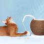 ZEZE CAT Scratching Ball Scratcher(Scratching Post/Cat Toy/Cat Furniture/Cat Supplies/Cat Exercise/Furniture Scratching Protect/Sisal Rope/Halloween/Thanksgiving/Christmas)