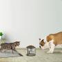 Stainless Steel Elevated Pet Bowl with Stand for Dogs and Cats-Raised Feeder for Food/Water With Removeable Dishwasher Safe Dish- 40 Oz By PETMAKER