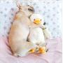 Plush Duck Dog Toy Large 15'' Big Pet Squeak Toys Cute Puppy Duckling Friend