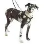 Freedom No-Pull Harness ONLY Freedom No-Pull Harness ONLY