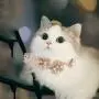 Chenyouwen Pet Toys Great Pet Jewelry Collar Creative Teddy Lace Flower Lace Bib Cute Cat Necklace, Size: M(White) (Color : White) Chenyouwen Pet Toys Great Pet Jewelry Collar Creative Teddy Lace Flower Lace Bib Cute Cat Necklace, Size: M(White) (Color : White)
