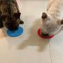 DFSQ 2 Pack Pad for Dog Lick, Licking Mat Slow Feeder with Suction & Anxiety Relief, for Pet Bathing, Grooming, and Training, Dog Shower & Bath Accessories（Blue & Red）