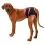 B0838XQ2SK Redcolourful Female Breathable Physiological Pants for Small Meidium Pets Dogs Purple M B0838XQ2SK Redcolourful Female Breathable Physiological Pants for Small Meidium Pets Dogs Purple M